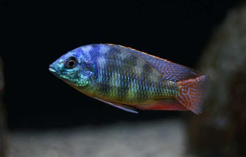 Protomelas sp. 'johnstoni solo' Makonde